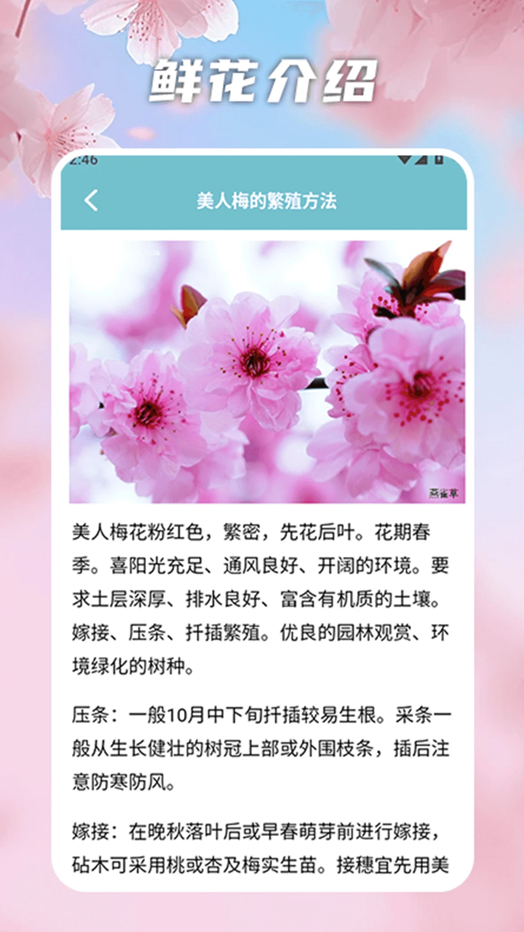 花开物语识别截图